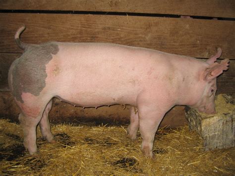 Freerange <b>pig</b>, <b>Hampshire</b>, England. . Hampshire yorkshire cross pigs